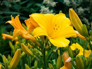 愛媛43號柑橘品種簡介：栽培特性、口感優(yōu)勢與產(chǎn)業(yè)價值全解析