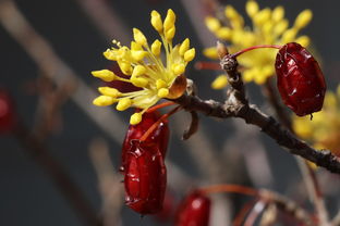 佛手柑種植方法管理與高效栽培技術要點解析