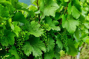 巴西柑橘產量波動解析:氣候與貿易政策影響下的產業趨勢