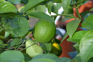 什么品種柑橘最甜最好吃？最新評測與口感排名揭曉！