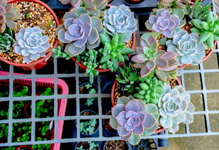 佛手柑樹苗直播間：限時特惠+種植技巧，新手也能輕松養出豐收果！