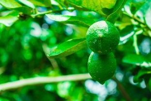 專業修剪柑橘樹苗技術指導：春季管理提升果樹產量品質