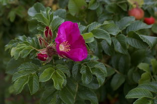 佛手柑樹苗特性解析：生長習性與種植養護技巧詳解