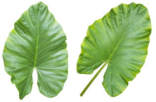 柑橘病蟲害彩色掛圖：精準識別與科學防治實用指南