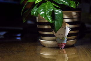 佛手柑葉子發黃怎么回事？盆栽養護常見問題與解決方法解析