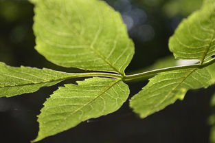 柑橘樹病蟲害防治關鍵技術及綠色防控實踐指南