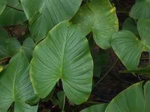 柑橘樹病蟲害防治關鍵技術及綠色防控實踐指南
