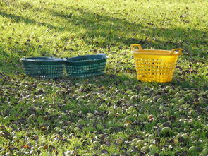 金秋時節·四川愛媛橙果園采摘新鮮果實，體驗田園豐收樂趣！