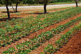 四川話耙耙柑趣味解讀:從方言諧音看川蜀果文化淵源