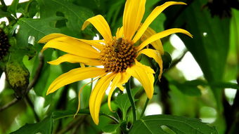 柑橘病蟲(chóng)害視頻：高清實(shí)拍與科學(xué)防治方案解析