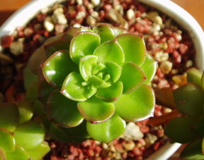 丑柑病蟲害管理（丑柑種植技術）
