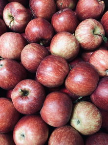 柑子食用方法大全：10種創意健康吃法解鎖新口感