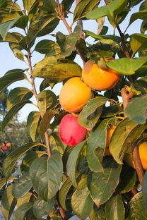 紅美人柑橘樹新梢下垂怎么辦？成因分析與防治措施全解析