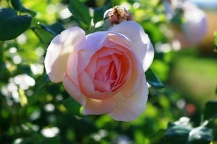 金秋豐收季！柑橘豐收短句經典文案10句推薦