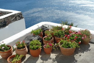 2023年度柑橘產(chǎn)業(yè)技術(shù)體系會(huì)議紀(jì)要：技術(shù)交流與產(chǎn)業(yè)升級(jí)策略研討