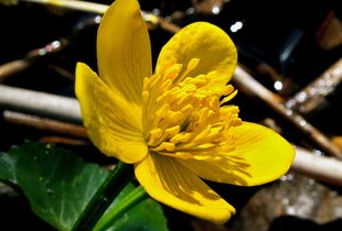 3至4月份柑橘開花關鍵期：科學管理助力豐產穩產