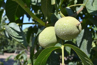 柑橘用什么樹(shù)嫁接好？最佳砧木選擇與嫁接技術(shù)詳解