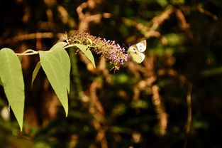 柑桔幼樹夏剪視頻：夏季修剪技術要點與幼樹管理實操指南