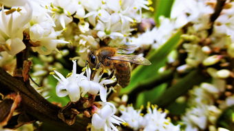柑橘烏云文案創意指南:突破營銷困境的靈感破局密碼