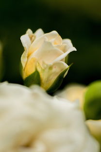 柑橘嫁接選芽技術要點解析及實用技巧分享