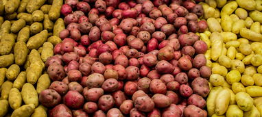 目前眉山耙耙柑訂購火熱進行中，新鮮采摘產地直供優惠多