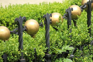 如何區分柑橘各種品類：從外觀特征到品種差異的全面辨識指南