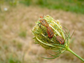 柑橘失尖蚧危害蟲態(tài)的發(fā)生規(guī)律與綜合防治技術研究