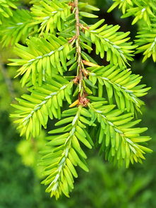 柑橘幼苗嫁接技術：高效應用與操作要點解析