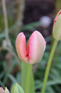 柑橘育苗方式有哪些？常見方法及技術(shù)要點(diǎn)詳解