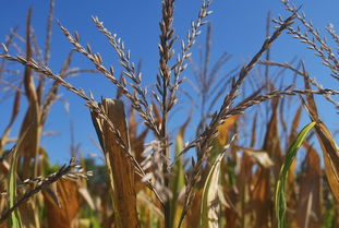 研究揭示柑橘黃龍病一般不會影響根系的病原特性與癥狀表現