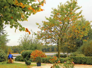 全面解析大雅柑與春見區(qū)別:栽培特性、口感差異及品種對比