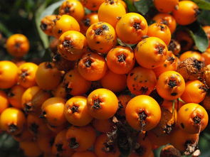 柑橘有創意名字靈感大爆發：解鎖趣味命名寶典，讓水果品牌鮮活出圈！