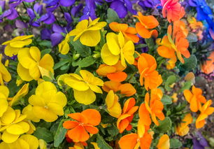 無公害柑橘病蟲害綠色綜合防控技術(shù)與生態(tài)種植實踐指南