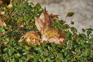 柑果分為幾種類型?全面解析不同柑果的形態特征與分類標準