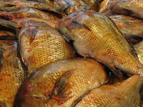 川津1號有刺嗎?解析這一魚類品種的刺部特征及食用注意事項
