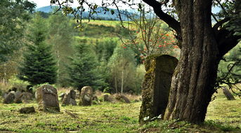 柑橘樹(shù)嫁接時(shí)間方法詳解：掌握最佳時(shí)機(jī)與操作技巧
