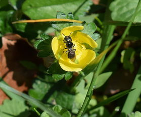 柑橘什么時候種植最佳？掌握關鍵時間點確保豐收高產