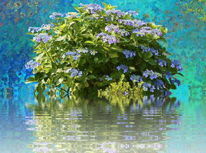 四川耙耙柑樹苗高產栽培指南：優質品種選購與種植技巧解析