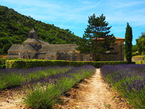 明日見柑橘種植前景深度解析：未來十年農業新風口與市場機遇