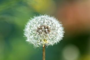 柑橘3月份發芽后打什么藥?關鍵期用藥指南與病蟲害防治詳解