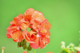 柑橘種類概述:全球主要品種及其栽培應用解析