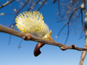 柑橘樹三個主枝在一個點上的整形修剪技巧與高效培育方法