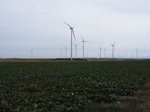 柑桔花期可修剪嗎？科學(xué)解析花期修剪的時(shí)機(jī)、方法與注意事項(xiàng)