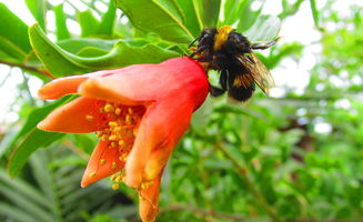 柑桔樹苗怎樣栽活？高效栽培技巧與科學管理步驟解析