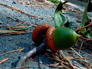 柑橘新品種川津1號種子介紹——特性解析與種植技術(shù)要點