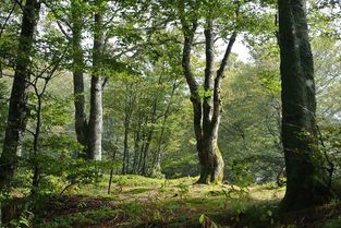 40年柑橘園應屬耕地還林地：土地性質爭議與歷史權屬難題待解