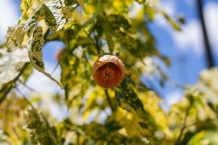 柑橘樹中毒有解藥嗎？揭秘植物毒素的救治方法與科學預防措施