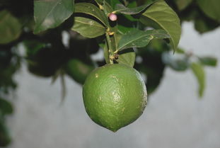 愛(ài)媛38號(hào)沃柑哪個(gè)好（愛(ài)媛38號(hào)雜柑）
