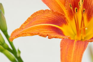 2025柑橘種植技巧：掌握未來(lái)高效管理與豐收秘籍