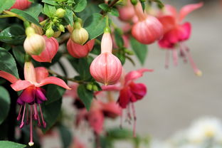 川津柑橘5號:突破性柑橘品種的種植技術與市場價值解析